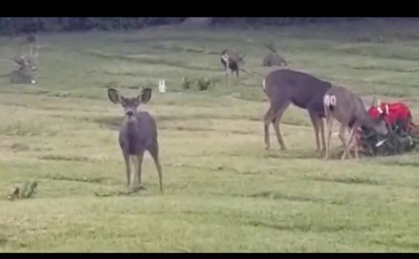 $18,750 Burial Lot Hollywood Hills (By Warner Studios) (Studio City)s