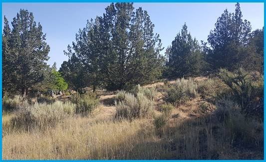 $6,900 Stunning 1 Acre Wooded Lot in Californias