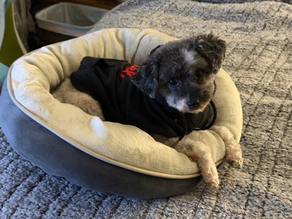 Searching for a 3 Bedroom House to Rent (Montrose)s