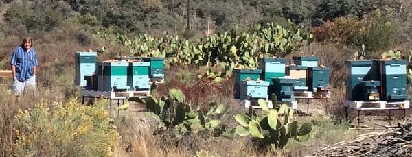 Live Bee Removal and Relocation (All Southern Cal) Live Bee Removal and Relocation (All Southern Cal)