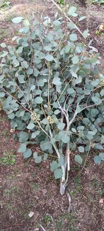 Ecological Farming and Gardening Services (Highland Park)s