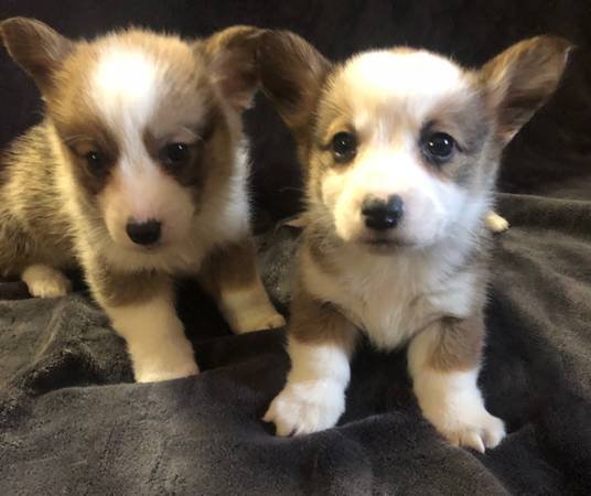 Corgi (Acton) Corgi (Acton)