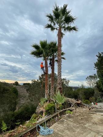 Tree Service/Landscaping /Tractor Work/Handyman Services. (Torrance, Santa Monica, Long Beach, San Fernando, Los Angeles) Tree Service/Landscaping /Tractor Work/Handyman Services. (Torrance, Santa Monica, Long Beach, San Fernando, Los Angeles)