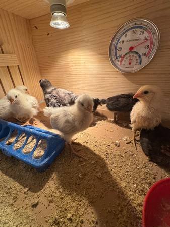 Pollitos/Baby Chicks (Downey) Pollitos/Baby Chicks (Downey)