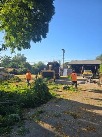 Tree Trimming and Landscape Tree Trimming and Landscape