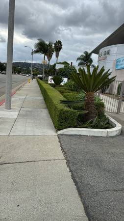 Gardener $80 Monthly (Special price for business) (West Covina) Gardener $80 Monthly (Special price for business) (West Covina)