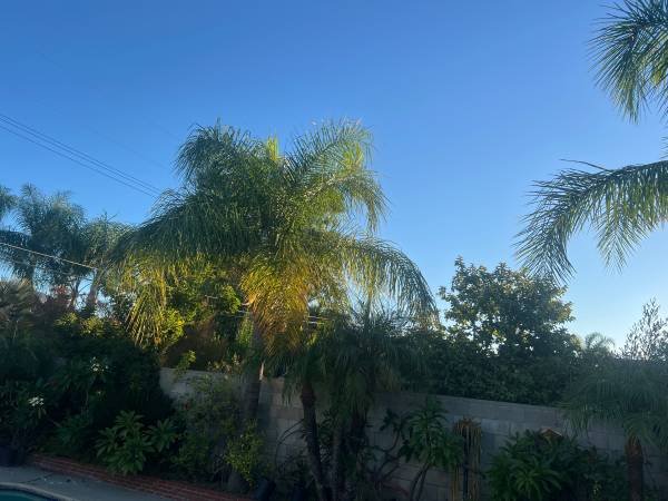 Brush Clearance, Vegetation Removal, Junk & Cardboard Removal Brush Clearance, Vegetation Removal, Junk & Cardboard Removal