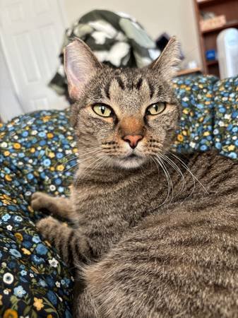 Cat Boarding Services (Long Beach)s