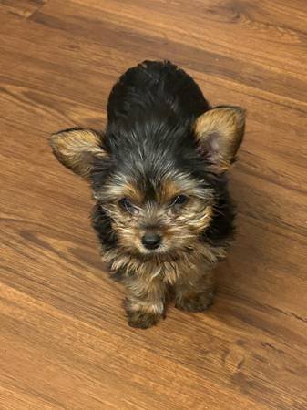 Female Yorkshire Terrier (Los Angeles) Female Yorkshire Terrier (Los Angeles)
