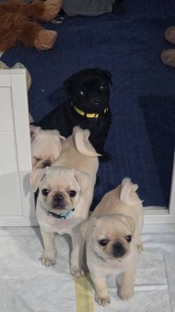 Pug Puppies (Lancaster, CA) Pug Puppies (Lancaster, CA)