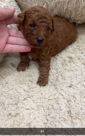 Goldendoodle Puppies (South Gate)s