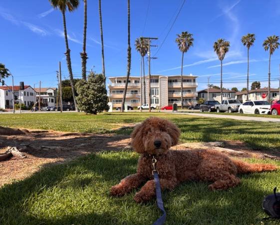 Mini Goldendoodle Rehoming Mini Goldendoodle Rehoming