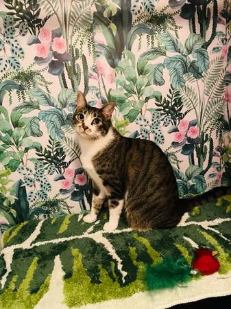 Cat Sitter (South Pasadena) Cat Sitter (South Pasadena)