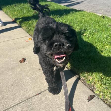 Dog Walker (Bellflower) Dog Walker (Bellflower)