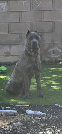 ICCF Registered Cane Corso Stud ICCF Registered Cane Corso Stud