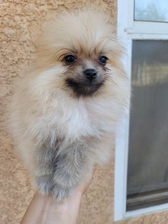 Pomeranian Puppies (Los Angeles CA)s