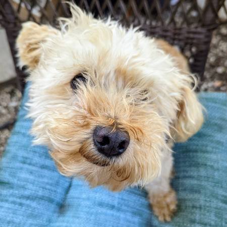 $38.00 per Walk Dog Walking in West LA - Your Pet's New Bestie (Culver City / Mar Vista / Venice) $38.00 per Walk Dog Walking in West LA - Your Pet's New Bestie (Culver City / Mar Vista / Venice)