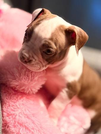 American Bully Puppies AKC (Sylmar) American Bully Puppies AKC (Sylmar)