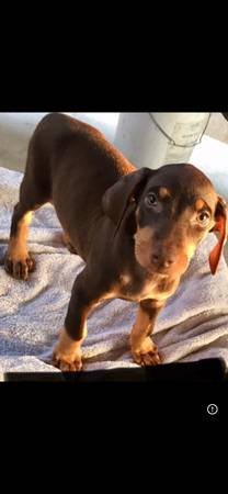 Re: Doberman Re: Doberman