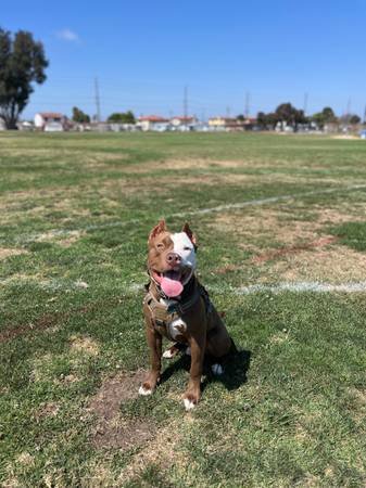 American Bully Stud (Gardena) American Bully Stud (Gardena)