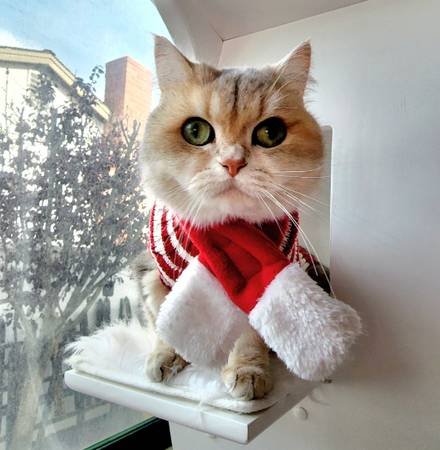 Hiring Pet Sitters for Thanksgiving and Christmas Seasonss