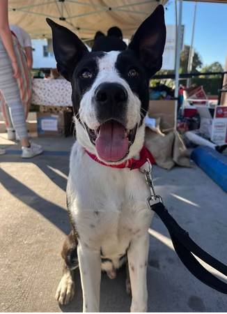 Short-Term Foster Needed for Border Collie/Lab Mix (Glendale)s