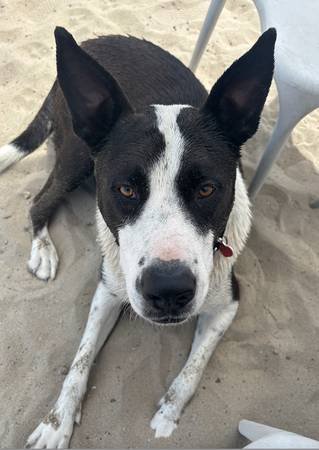 Short-Term Foster Needed for Border Collie/Lab Mix (Echo Park)s