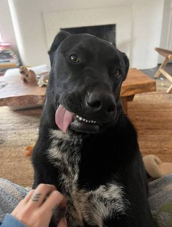 Paid Stipend to Foster Dog Named Axels