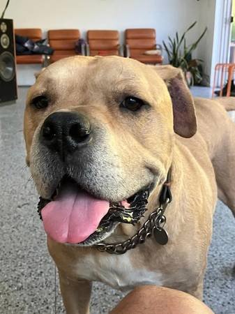 Paid Stipend to Foster Dog Named Leos