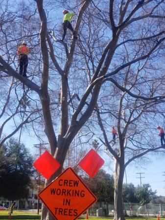Tree Trimmer/ Climber- West Coast Arborists, Inc. (Southeast Los Angeles)s